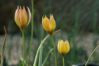 Tulipa orphanidea 'Flava'Balkantulp bestellen